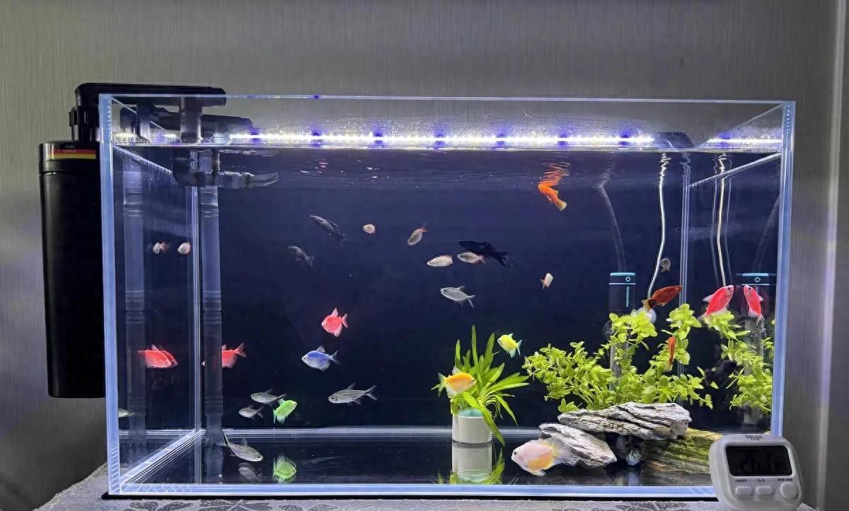 新手养鱼必看！养水全攻略，轻松打造健康鱼缸-派特超人-宠物