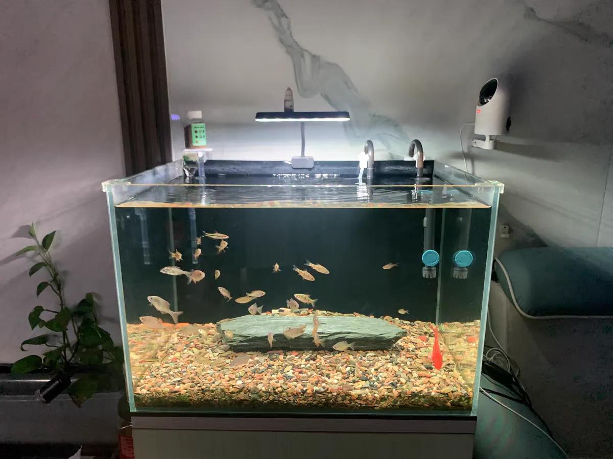 新手养鱼水质管理_养鱼养水技巧_让鱼缸保持干净的小习惯