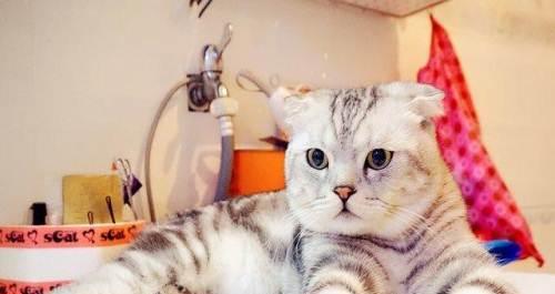 可爱的折耳猫（一只猫咪的日常生活和饲养经验）-派特超人-宠物