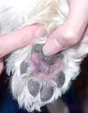 狗狗脚趾发红？趾间炎和过敏反应_狗狗趾间炎处理方法_狗狗爪子健康问题