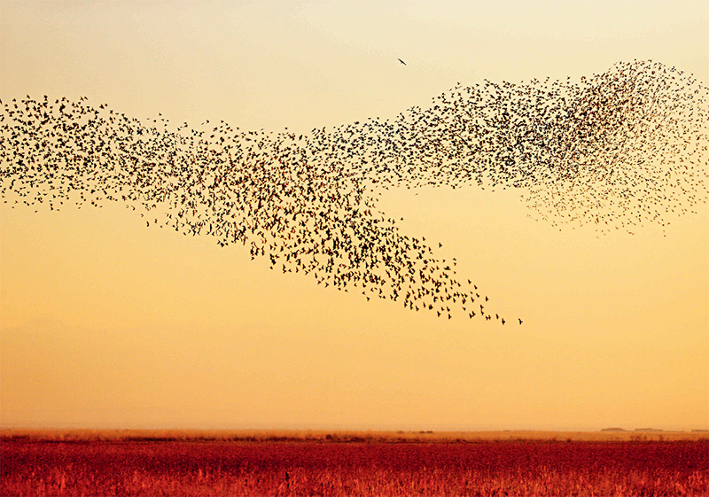 鸟浪怎样做到聚而不散？-派特超人-宠物