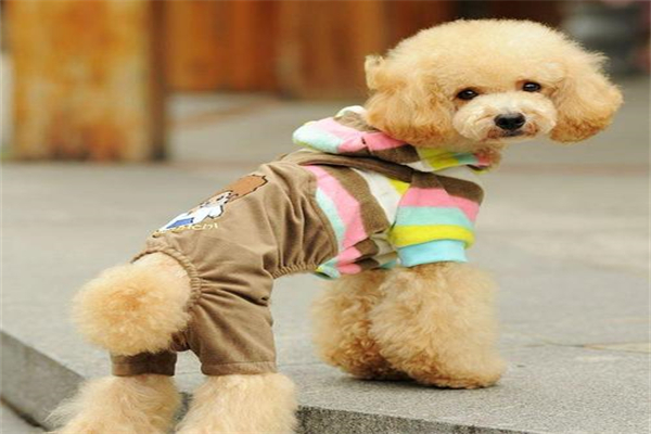 加菲猫乱撒尿怎么办 训练加菲猫不乱撒尿四个 ***-派特超人-宠物