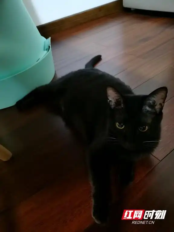 猫咪行为解读_猫奴心理分析_猫咪为什么喜欢睡在书堆上
