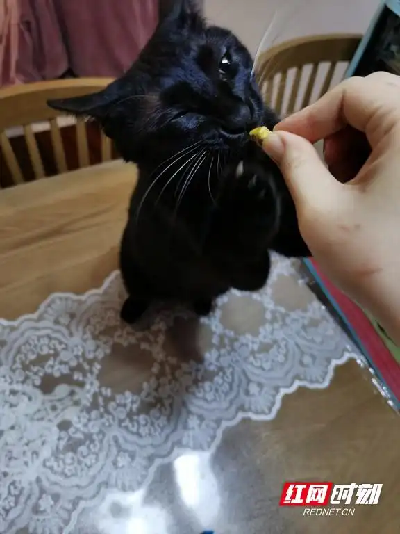猫奴心理分析_猫咪行为解读_猫咪为什么喜欢睡在书堆上