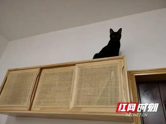 猫咪行为解读_猫咪为什么喜欢睡在书堆上_猫奴心理分析