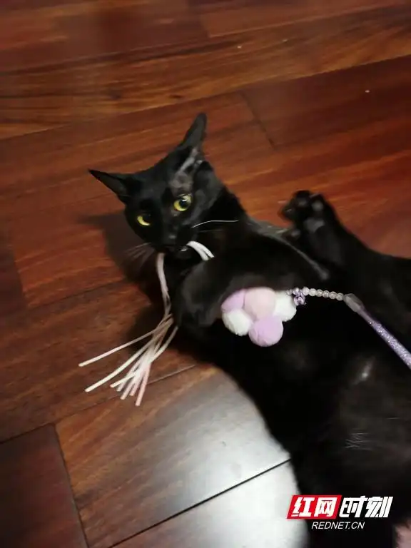 猫咪为什么喜欢睡在书堆上_猫咪行为解读_猫奴心理分析