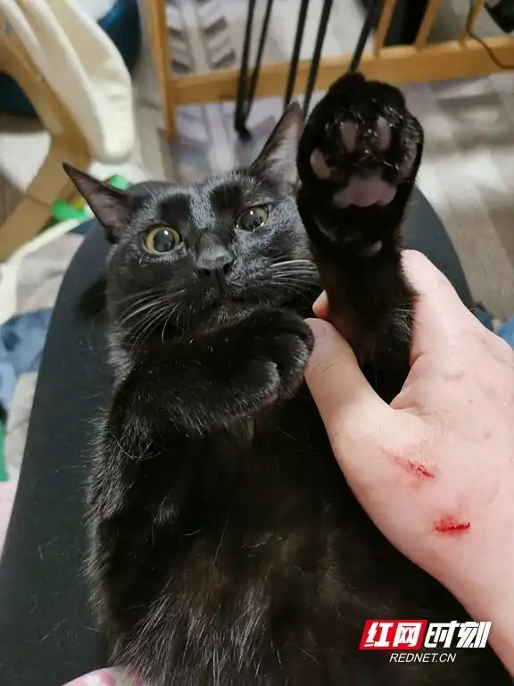 猫咪行为解读_猫奴心理分析_猫咪为什么喜欢睡在书堆上