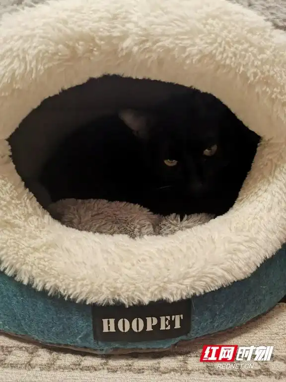 猫咪为什么喜欢睡在书堆上_猫奴心理分析_猫咪行为解读