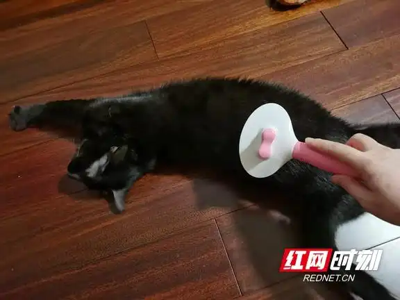 猫咪行为解读_猫咪为什么喜欢睡在书堆上_猫奴心理分析
