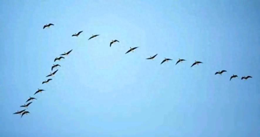 候鸟长途迁徙：它们是如何在天空中“飞行导航”，不怕迷路的！-派特超人-宠物