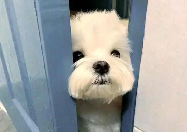 如何预防狗狗趾间炎：原因、风险与实用建议-派特超人-宠物