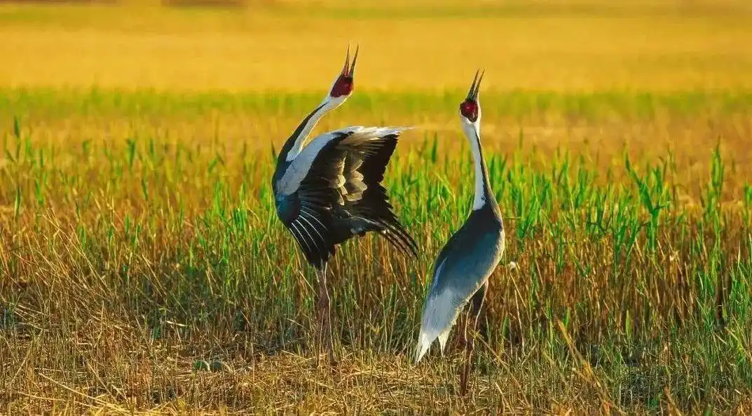 抵制“诱拍”“棚拍”行为 观鸟拍鸟提示请查收-派特超人-宠物