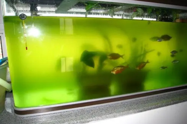 鱼缸换水判断方法_水质恶化鱼虫问题_鱼缸水位变化的预警信号