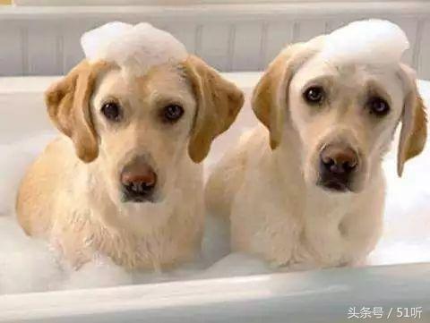 小狗身上脏了，洗澡有什么注意事项？-派特超人-宠物