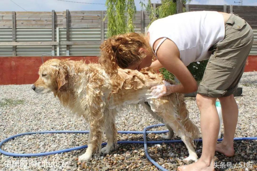 幼犬洗澡时机_宠物健康音频栏目_幼犬洗澡后的快速擦干