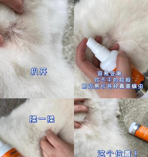 宠物狗梳理技巧_长毛犬耳后毛发的护理_宠物狗剃毛方法