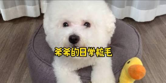 宠物狗剃毛方法_宠物狗梳理技巧_长毛犬耳后毛发的护理