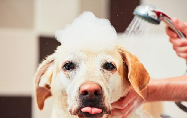 宠物狗剃毛方法_宠物狗梳理技巧_长毛犬耳后毛发的护理
