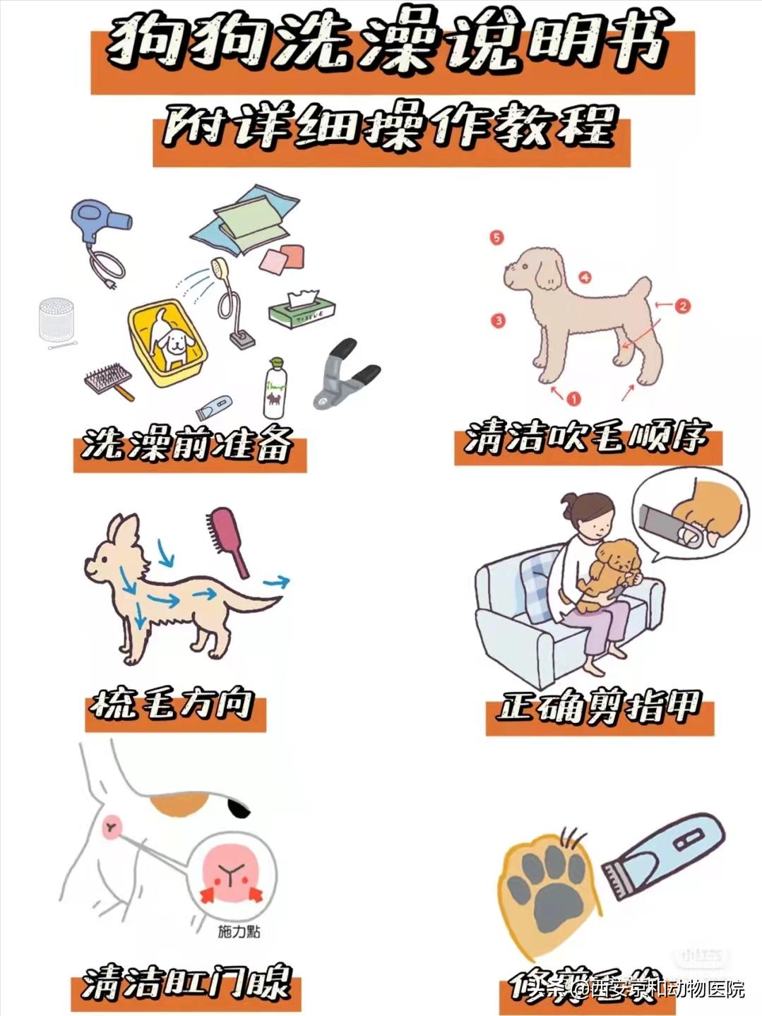 幼犬洗澡后的快速擦干_狗狗洗澡顺序_狗狗洗澡技巧