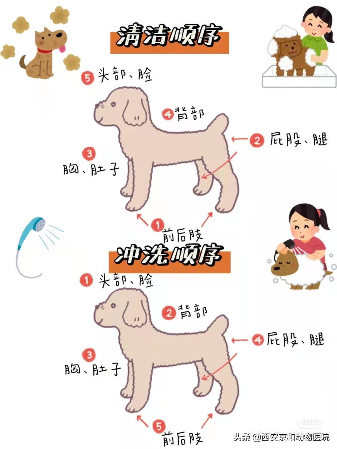 狗狗洗澡技巧_狗狗洗澡顺序_幼犬洗澡后的快速擦干