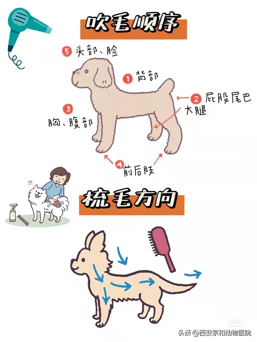 幼犬洗澡后的快速擦干_狗狗洗澡技巧_狗狗洗澡顺序