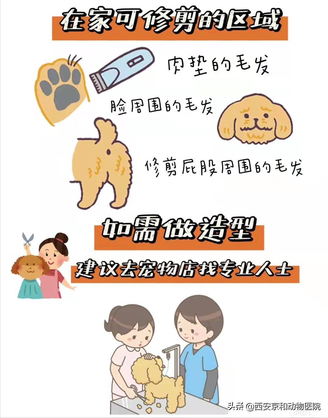 狗狗洗澡技巧_幼犬洗澡后的快速擦干_狗狗洗澡顺序