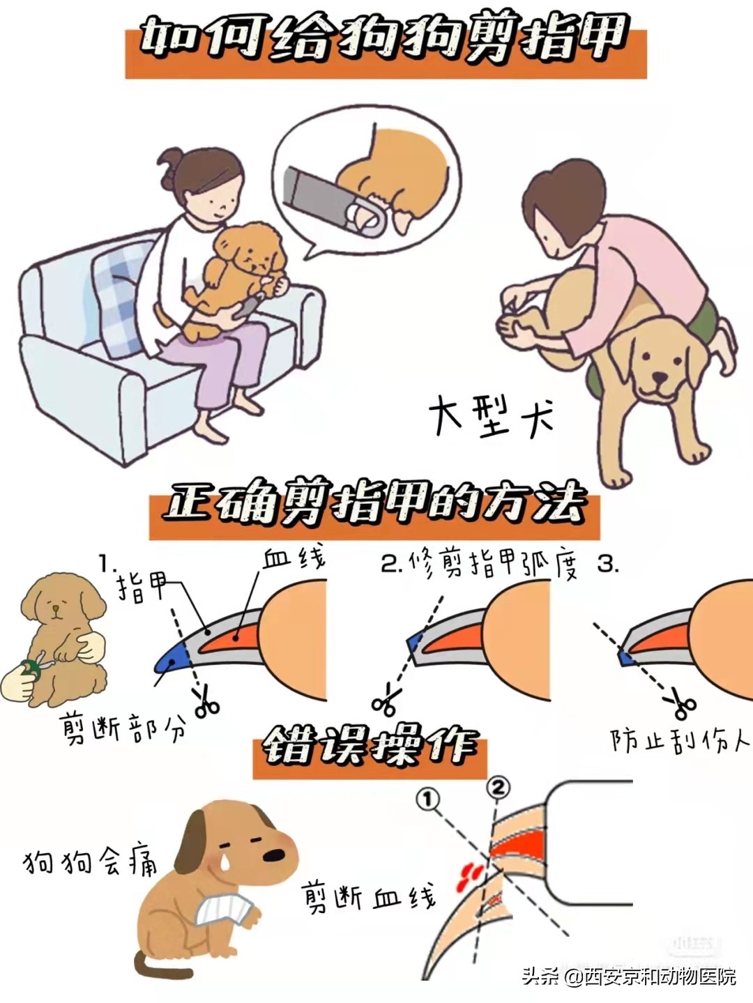 狗狗洗澡技巧_幼犬洗澡后的快速擦干_狗狗洗澡顺序