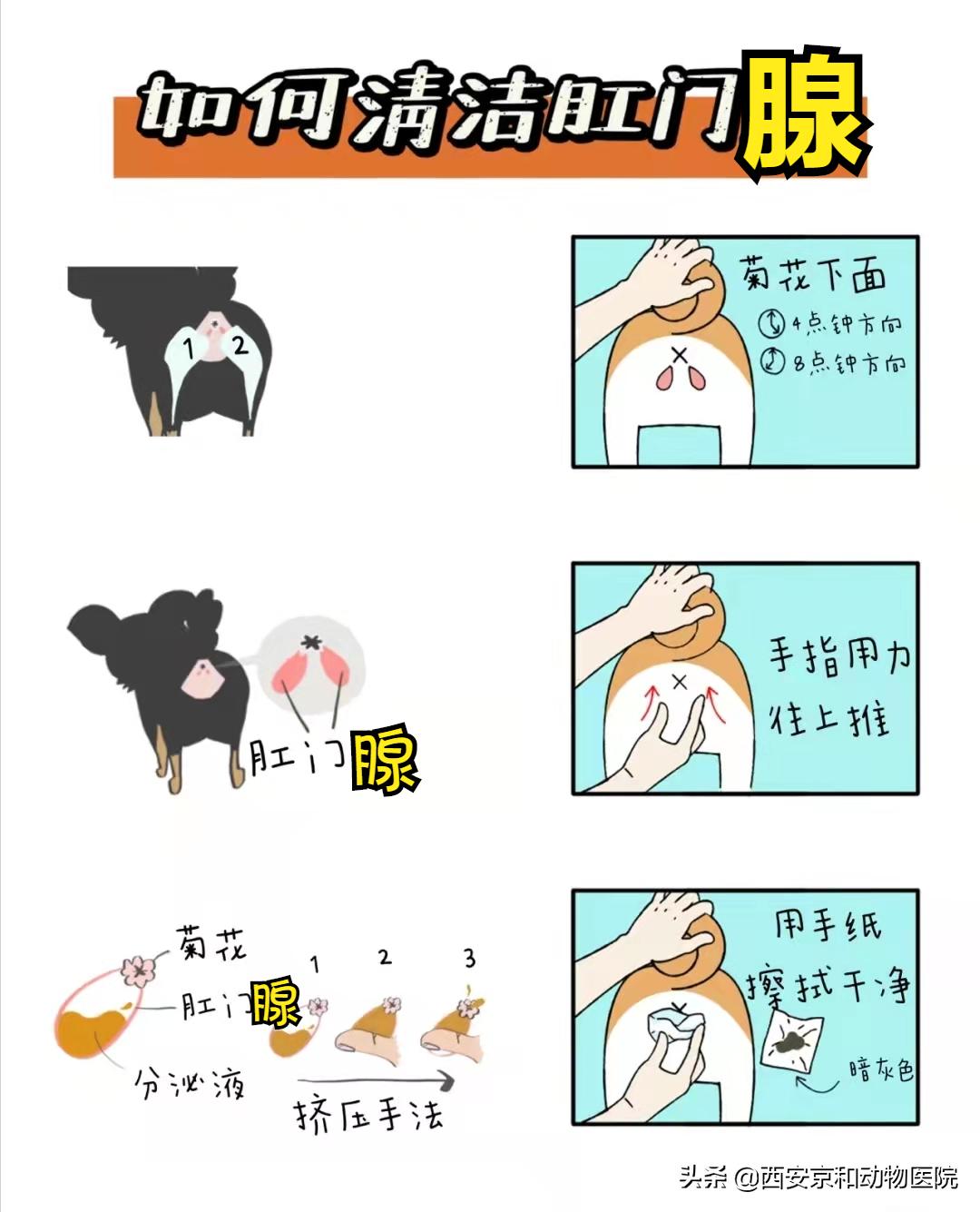 幼犬洗澡后的快速擦干_狗狗洗澡技巧_狗狗洗澡顺序