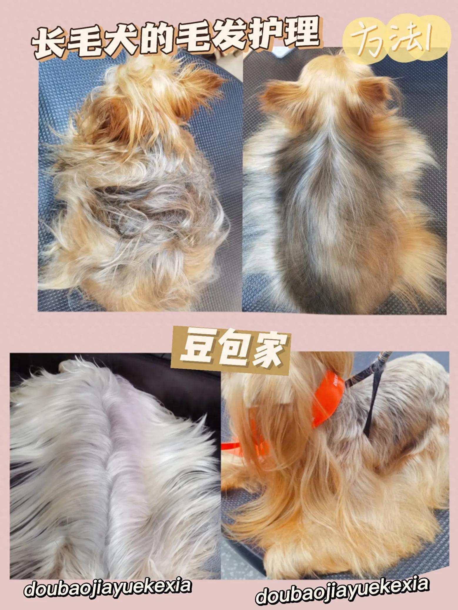 长毛犬洗澡前的毛发疏通_马尔济斯约克夏毛发护理技巧_狗狗打结毛发处理方法