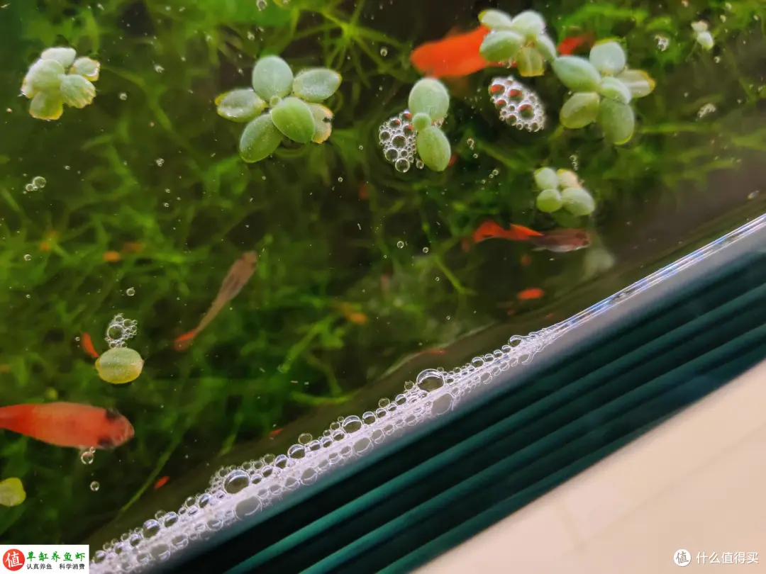 鱼缸水面有泡沫集结？这是水质变差的警示，你要重视起来