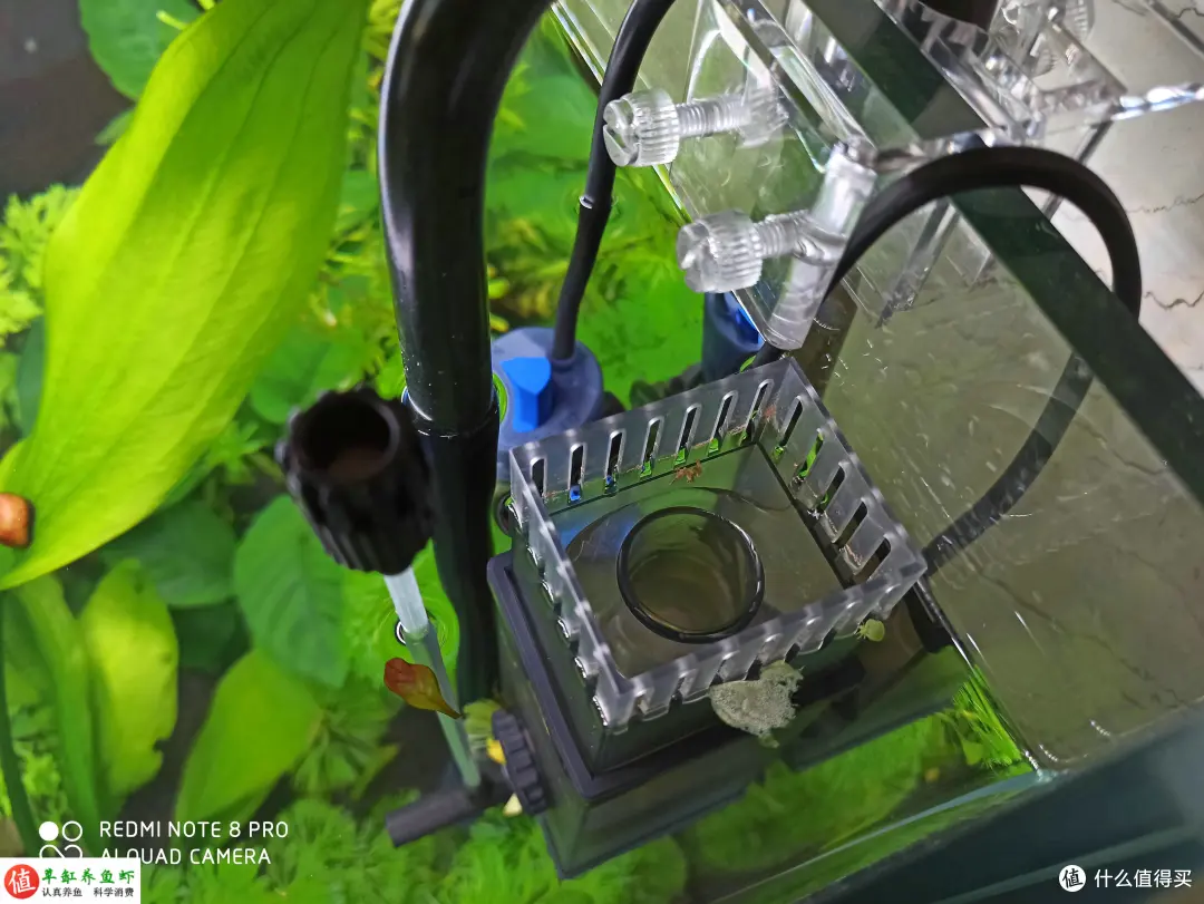 鱼缸水面有泡沫集结？这是水质变差的警示，你要重视起来