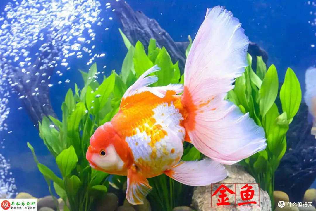 鱼缸水面有泡沫集结？这是水质变差的警示，你要重视起来