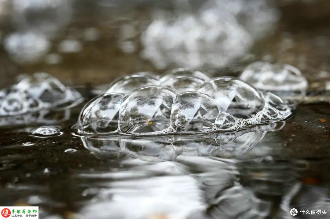 鱼缸水面有泡沫集结？这是水质变差的警示，你要重视起来