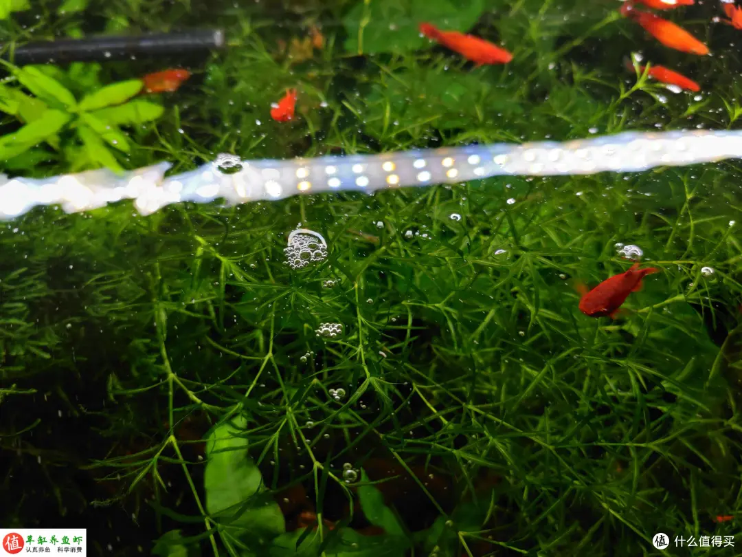 鱼缸水面有泡沫集结？这是水质变差的警示，你要重视起来