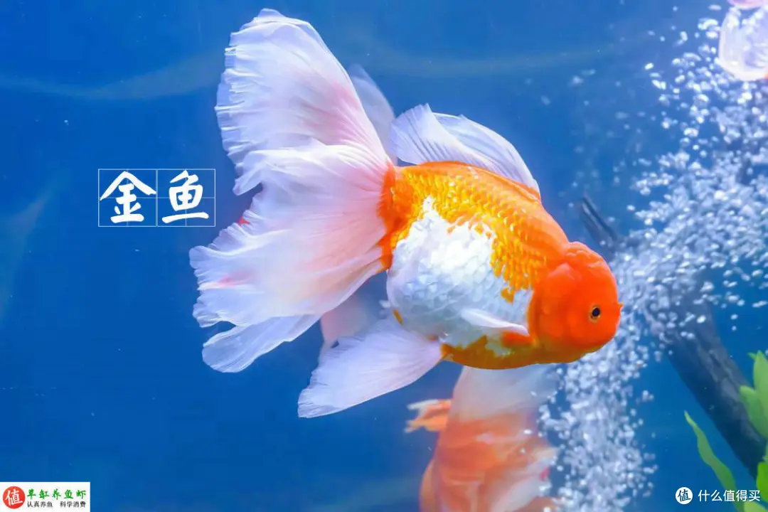 鱼缸水面有泡沫集结？这是水质变差的警示，你要重视起来