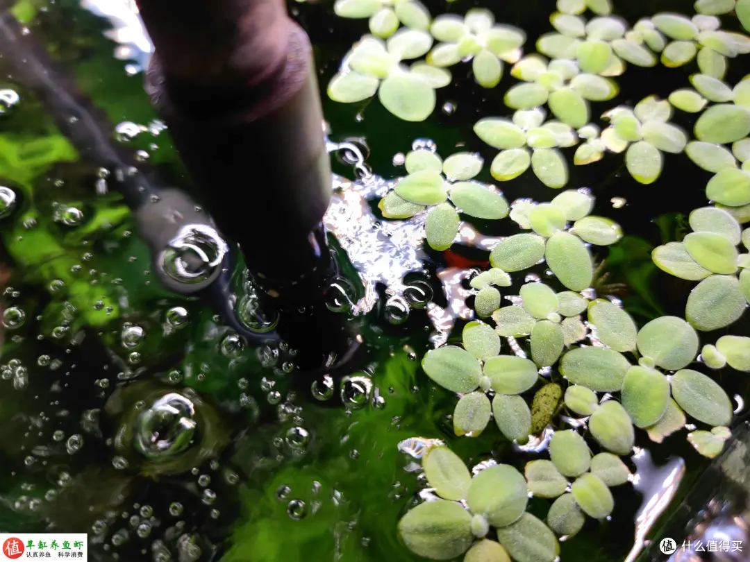 鱼缸水面有泡沫集结？这是水质变差的警示，你要重视起来