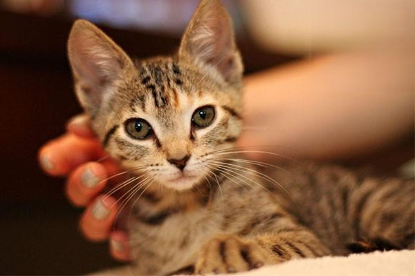 猫咪绝育前后的注意事项-派特超人-宠物