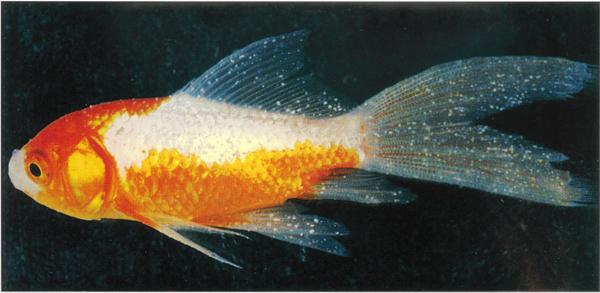 水里放一定量的食盐对金鱼的白点病有没有效果？-派特超人-宠物