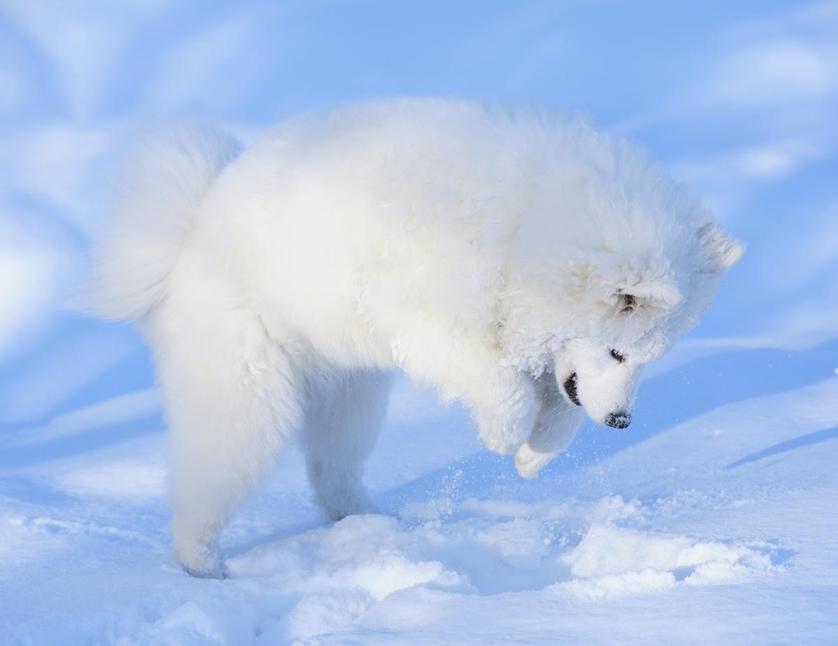 狗狗冬天洗澡少，但长毛的狗狗，需要主人多注意这5点-派特超人-宠物