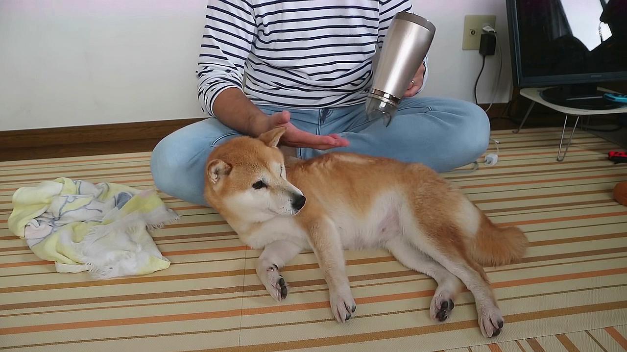 长毛犬洗澡前的毛发疏通_狗狗冬季毛发护理_长毛狗冬季护理方法