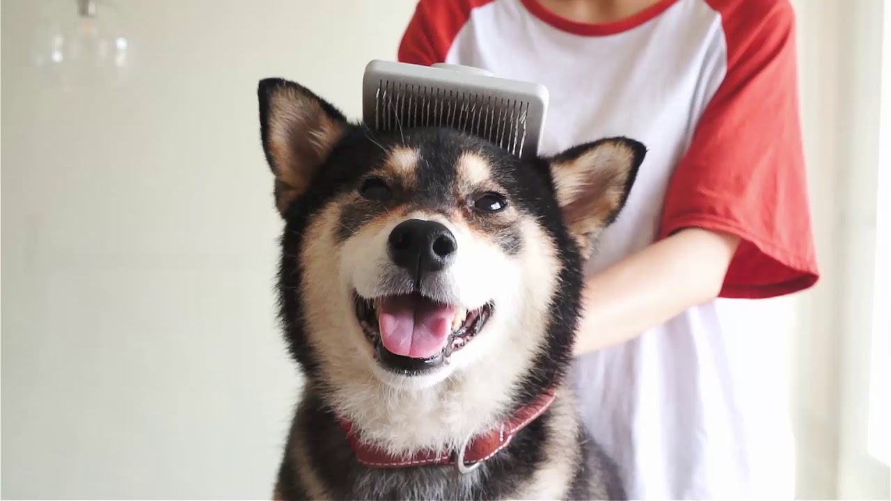 长毛犬洗澡前的毛发疏通_长毛狗冬季护理方法_狗狗冬季毛发护理