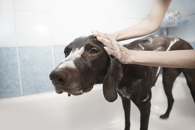 长毛犬洗澡前的毛发疏通_长毛狗冬季护理方法_狗狗冬季毛发护理