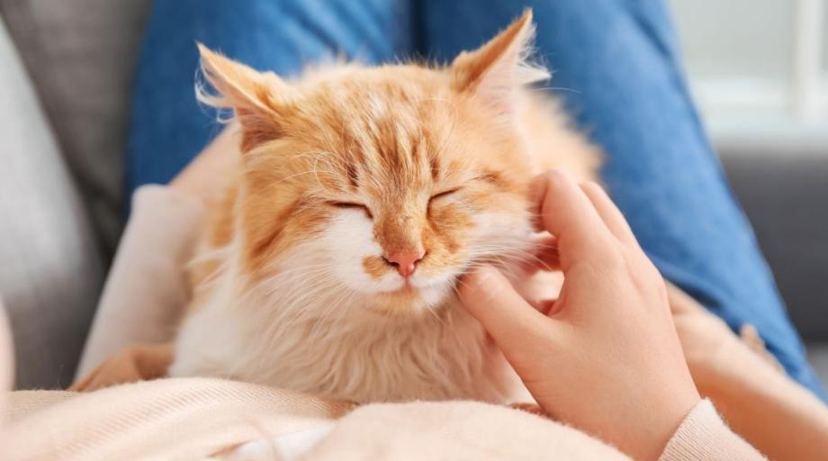 猫肢体语言解读_猫交流方式_如何让猫咪爱上猫抓柱