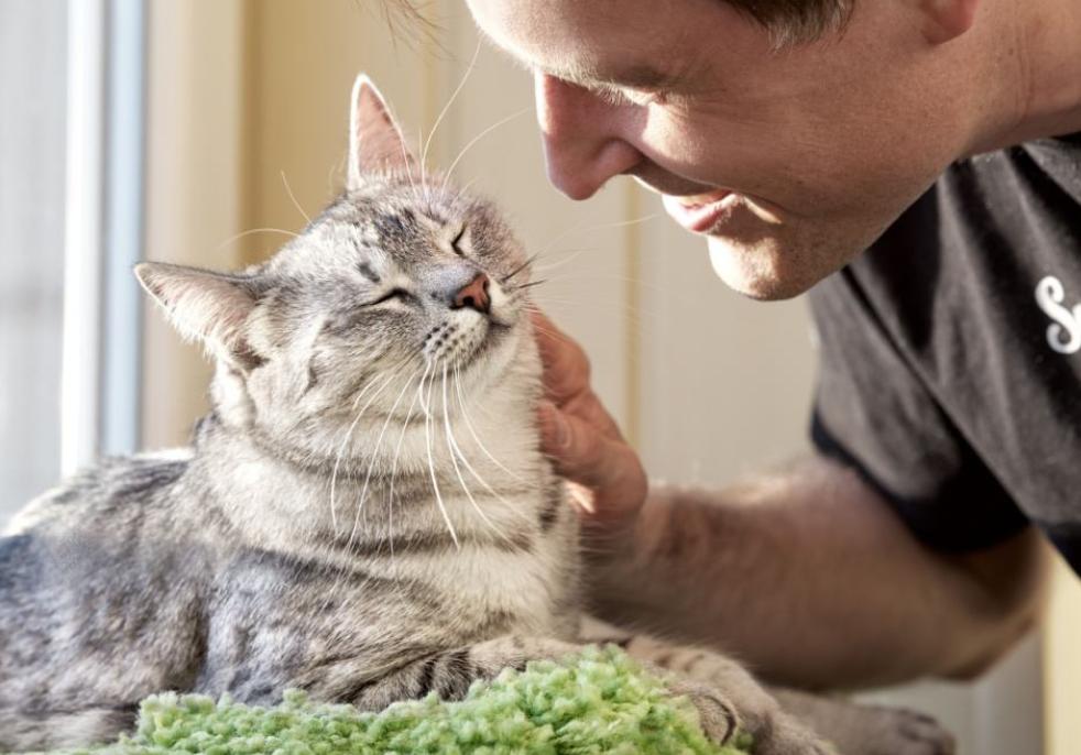 猫交流方式_如何让猫咪爱上猫抓柱_猫肢体语言解读