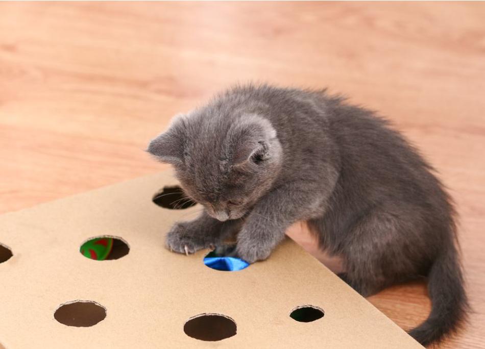 如何让猫咪爱上猫抓柱_猫交流方式_猫肢体语言解读