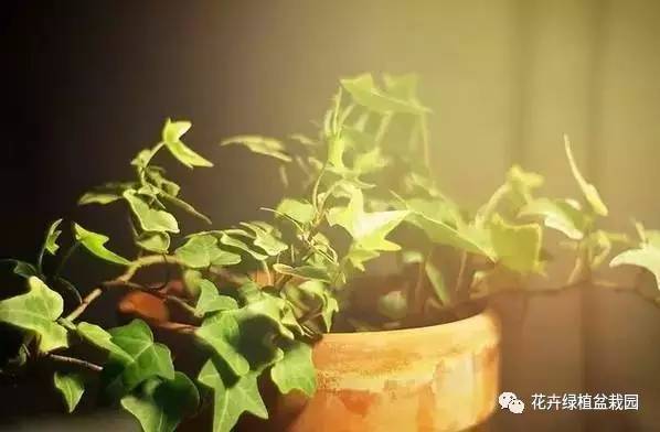 常春藤室内空气净化_室内盆栽绿植搭配净化效果_适合与鸟类共处的室内植物推荐