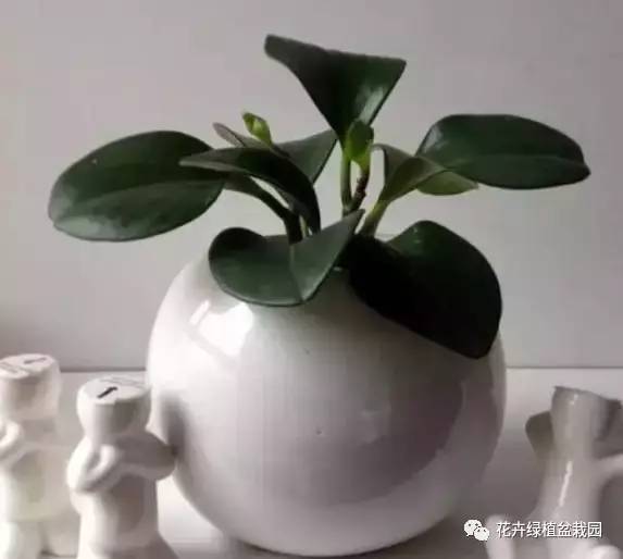 适合与鸟类共处的室内植物推荐_常春藤室内空气净化_室内盆栽绿植搭配净化效果