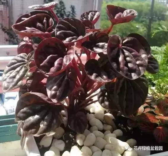 室内盆栽绿植搭配净化效果_适合与鸟类共处的室内植物推荐_常春藤室内空气净化