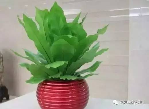 适合与鸟类共处的室内植物推荐_室内盆栽绿植搭配净化效果_常春藤室内空气净化