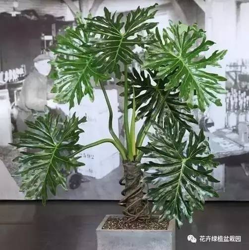 室内盆栽绿植搭配净化效果_常春藤室内空气净化_适合与鸟类共处的室内植物推荐